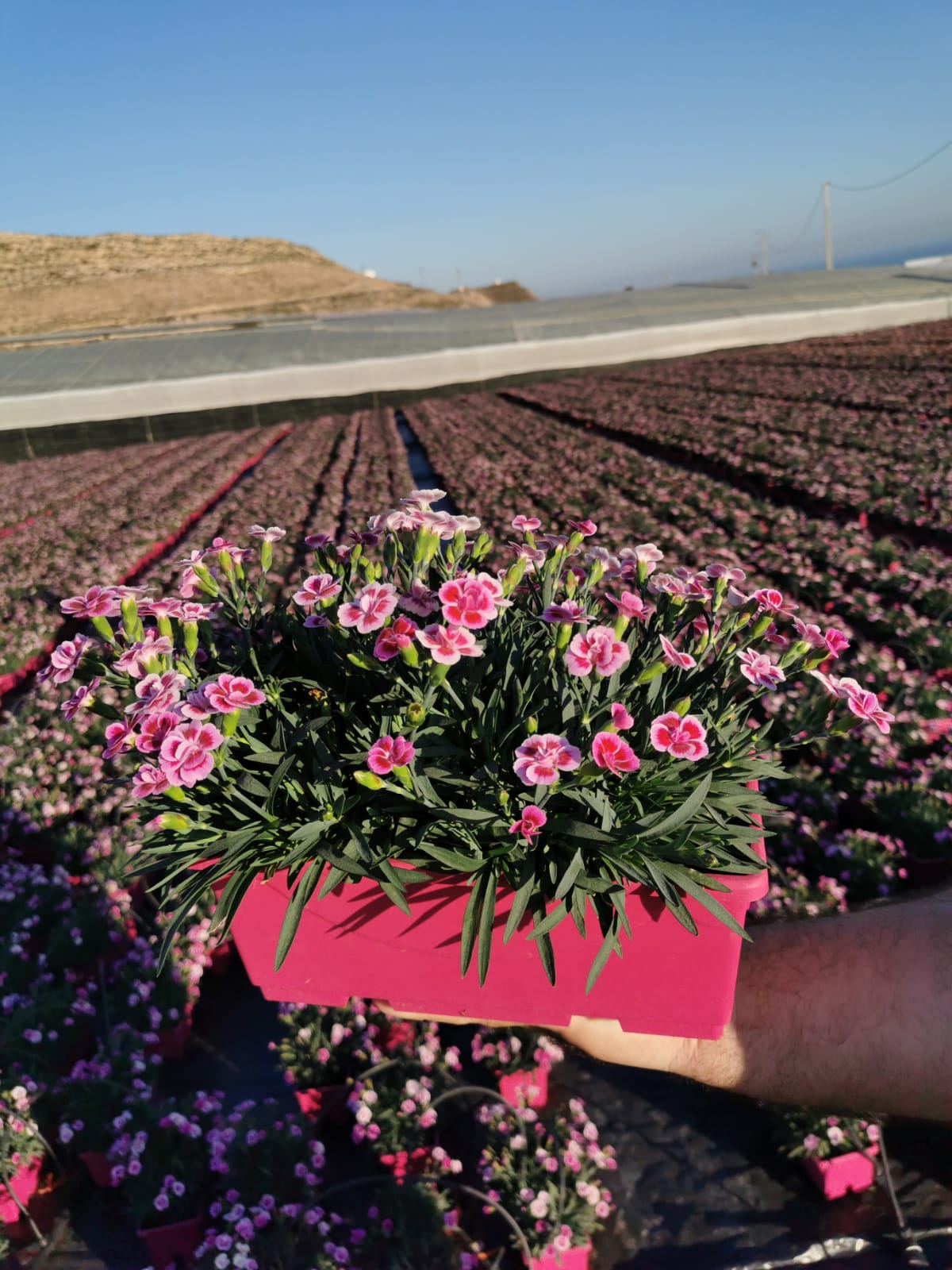 DIANTHUS PINK KISS JARDINERA 25 CM